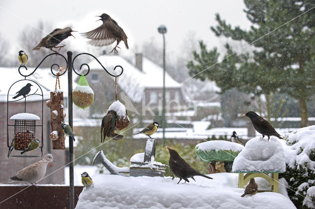 European Starling (Sturnus vulgaris)