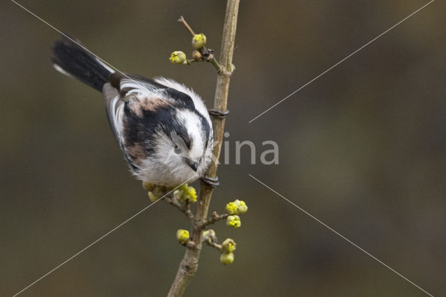 Staartmees (Aegithalos caudatus)