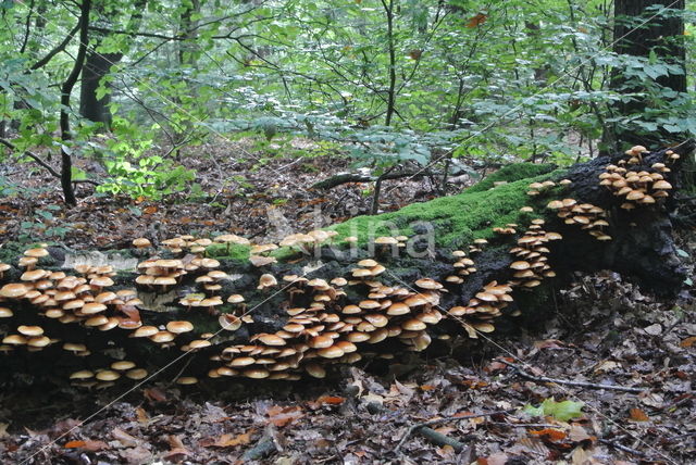 Stobbezwammetje (Pholiota mutabilis)