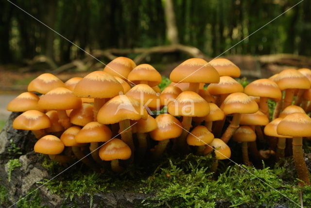 Changeable Pholiota (Pholiota mutabilis)