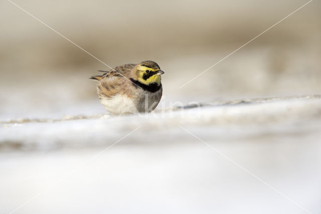 Strandleeuwerik (Eremophila alpestris  )