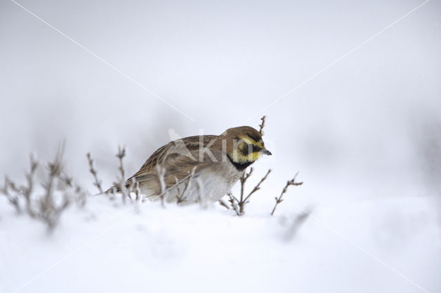 Shore Lark (Eremophila alpestris  )