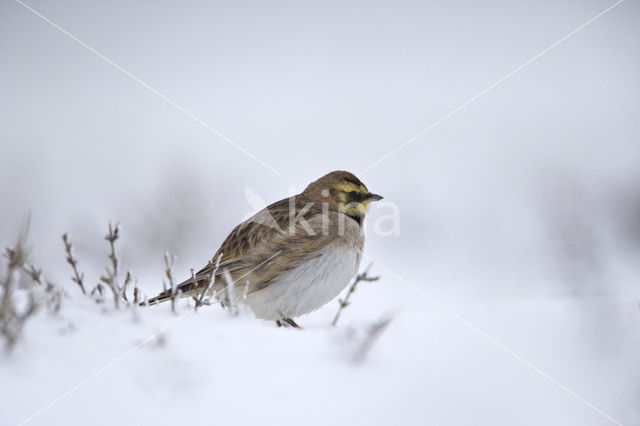 Shore Lark (Eremophila alpestris  )