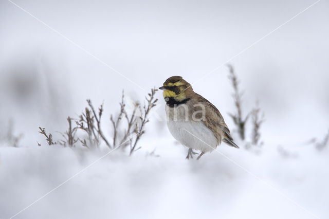 Shore Lark (Eremophila alpestris  )