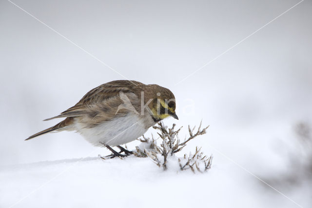 Shore Lark (Eremophila alpestris  )