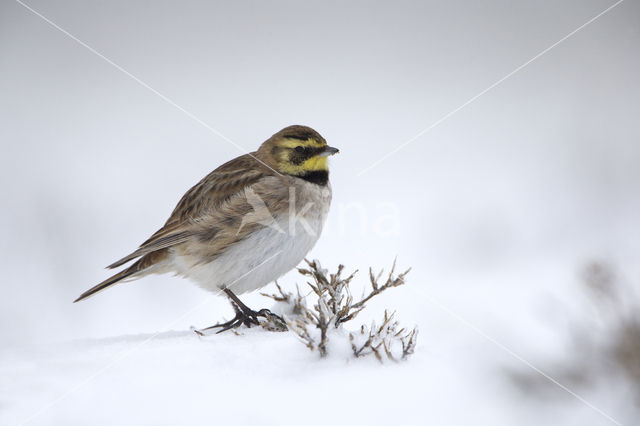 Strandleeuwerik (Eremophila alpestris  )