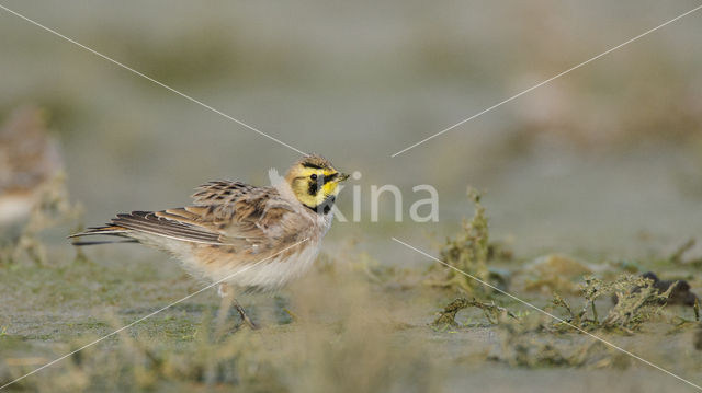 Strandleeuwerik (Eremophila alpestris  )