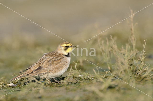 Strandleeuwerik (Eremophila alpestris  )