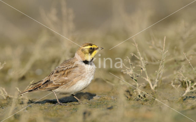 Shore Lark (Eremophila alpestris  )