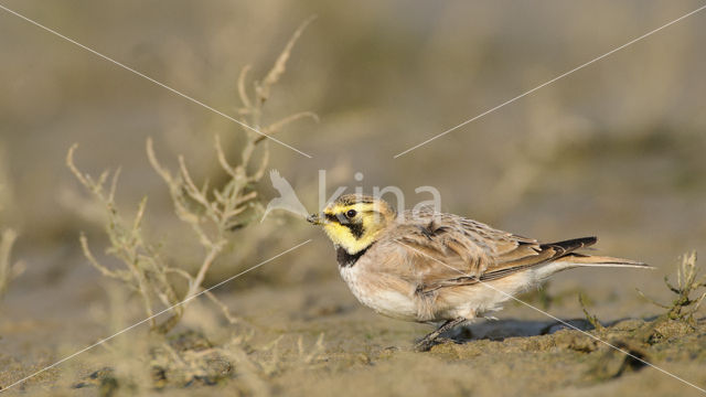 Strandleeuwerik (Eremophila alpestris  )