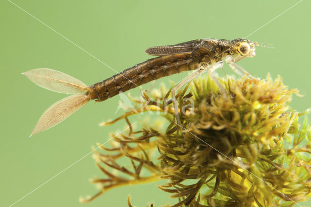 Scarce Blue-tailed Damselfly (Ischnura pumilio)