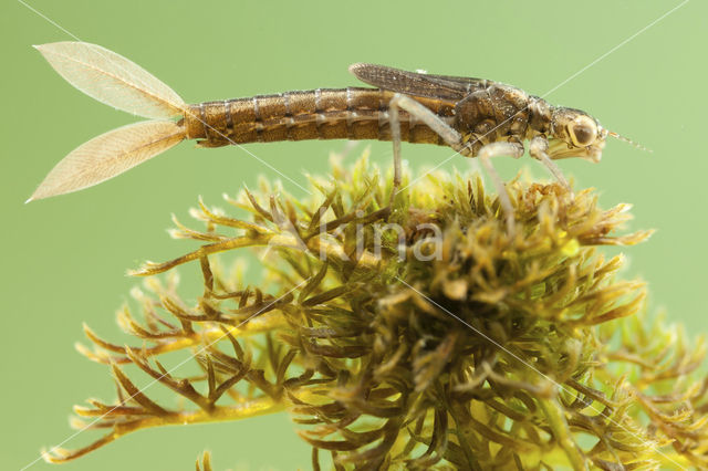 Scarce Blue-tailed Damselfly (Ischnura pumilio)