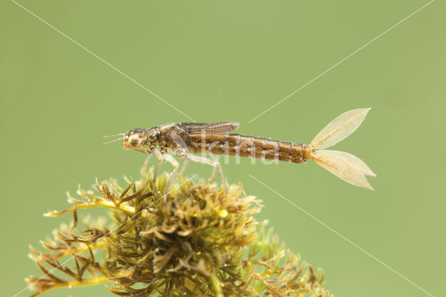 Scarce Blue-tailed Damselfly (Ischnura pumilio)