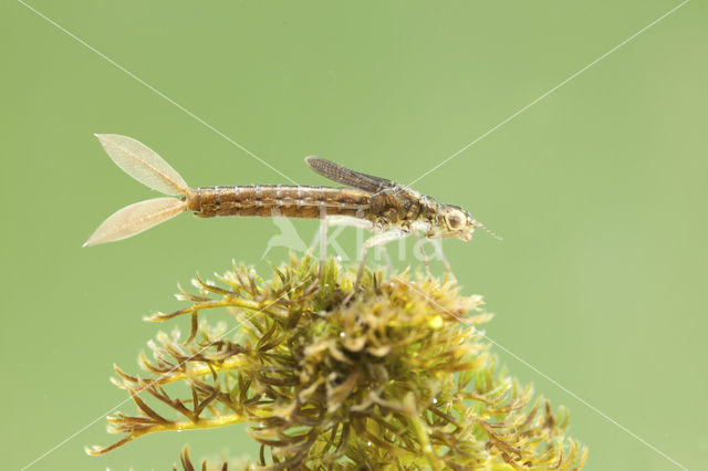 Scarce Blue-tailed Damselfly (Ischnura pumilio)