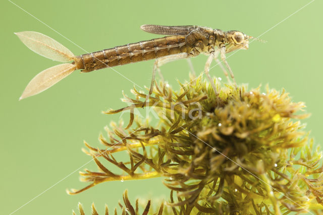 Tengere grasjuffer (Ischnura pumilio)