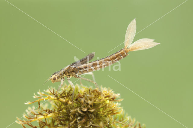 Tengere grasjuffer (Ischnura pumilio)