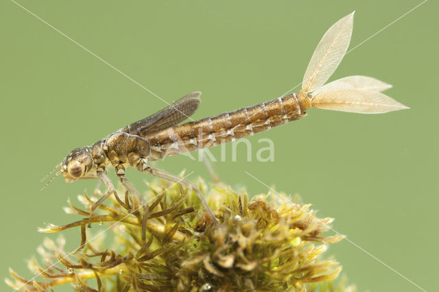 Scarce Blue-tailed Damselfly (Ischnura pumilio)