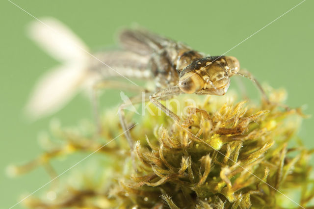 Scarce Blue-tailed Damselfly (Ischnura pumilio)