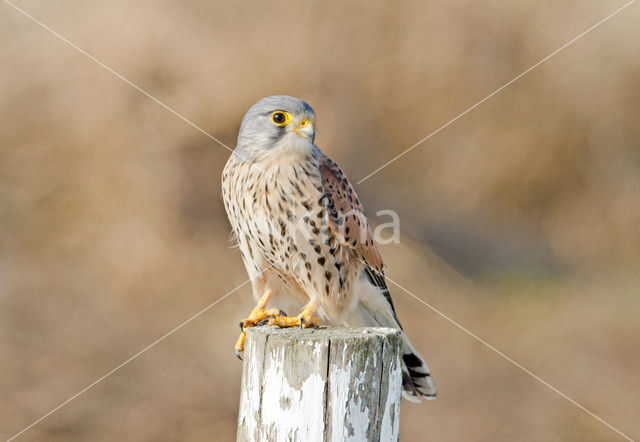 Torenvalk (Falco tinnunculus)