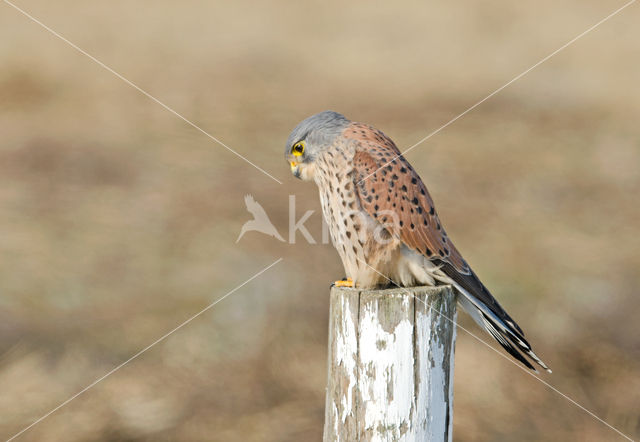 Common Kestrel (Falco tinnunculus)