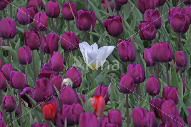 Tulp (Tulipa)