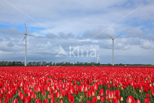 Tulip (Tulipa)