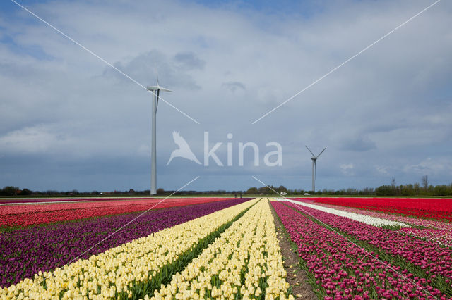 Tulip (Tulipa)