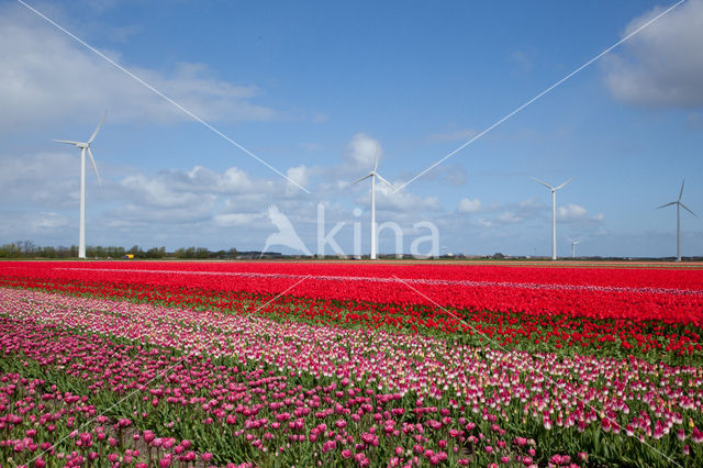 Tulip (Tulipa)