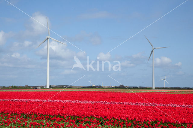 Tulip (Tulipa)