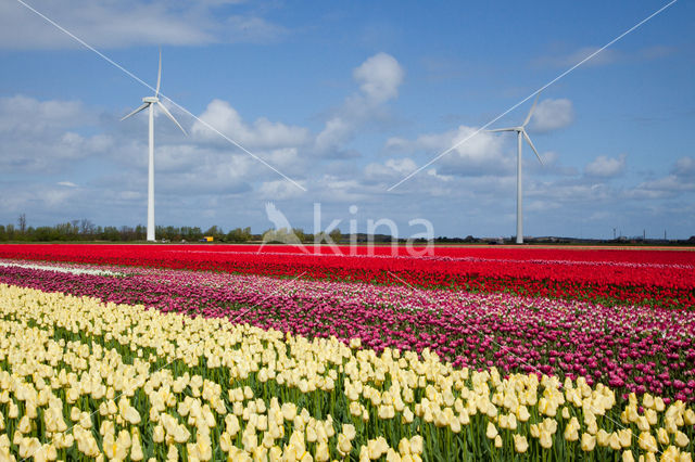 Tulip (Tulipa)