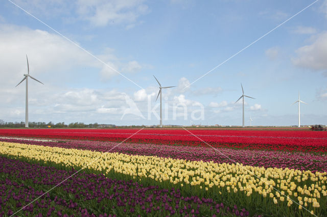 Tulip (Tulipa)