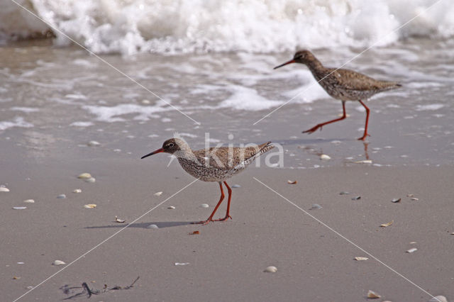 Common Redshank (Tringa totanus)