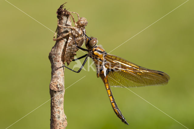 Tweevlek (Epitheca bimaculata)