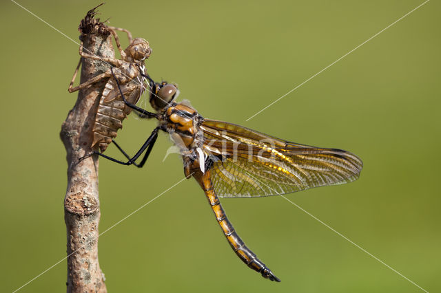 Epitheca bimaculata