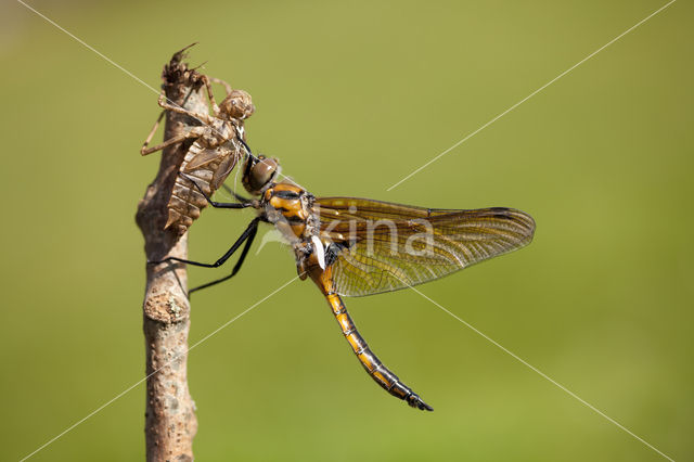 Epitheca bimaculata