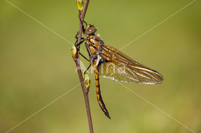 Tweevlek (Epitheca bimaculata)