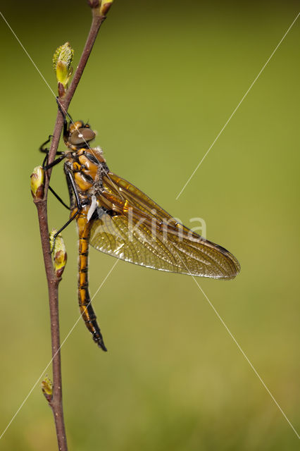 Epitheca bimaculata