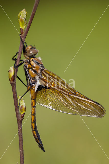 Tweevlek (Epitheca bimaculata)