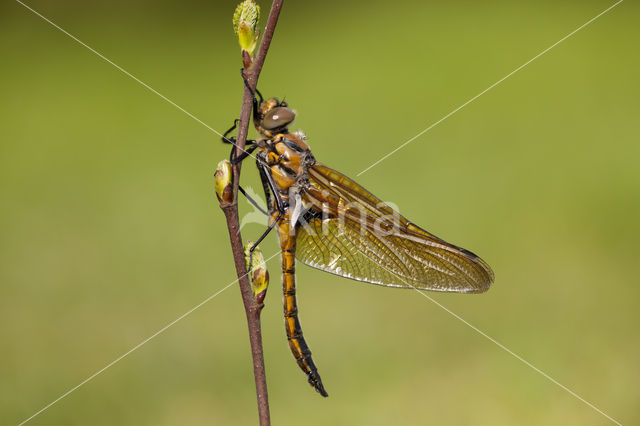 Epitheca bimaculata