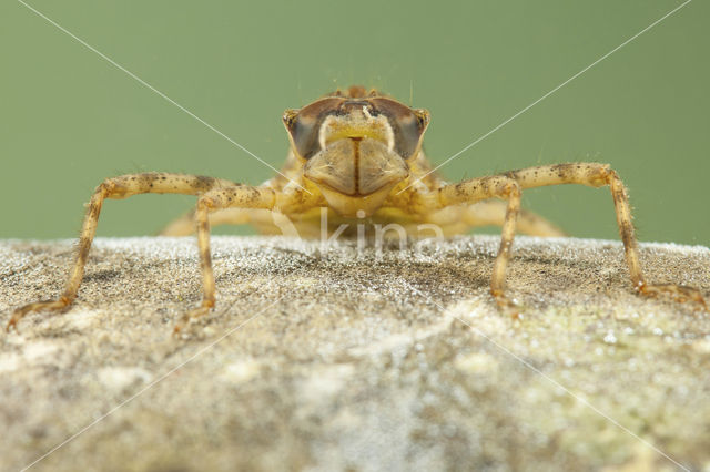 Tweevlek (Epitheca bimaculata)