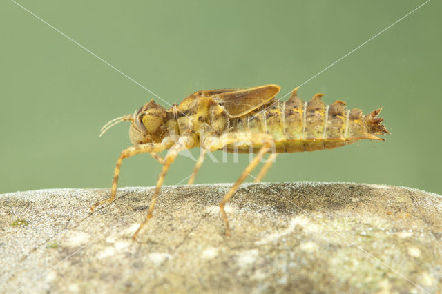 Tweevlek (Epitheca bimaculata)