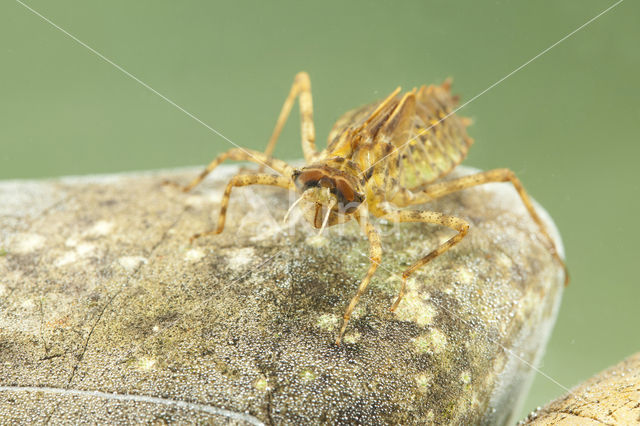 Tweevlek (Epitheca bimaculata)