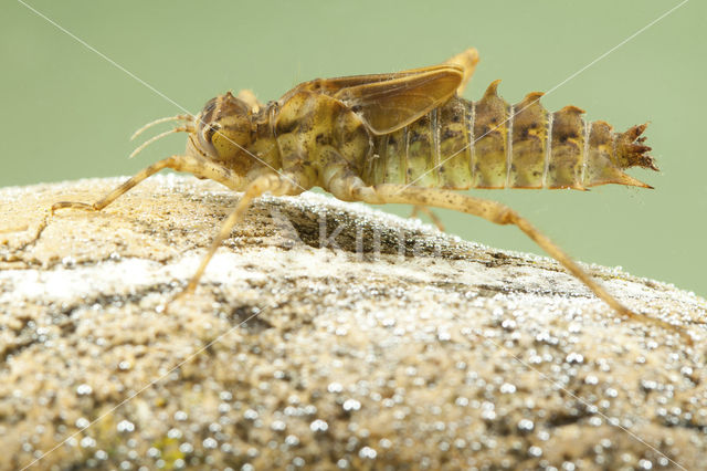 Tweevlek (Epitheca bimaculata)