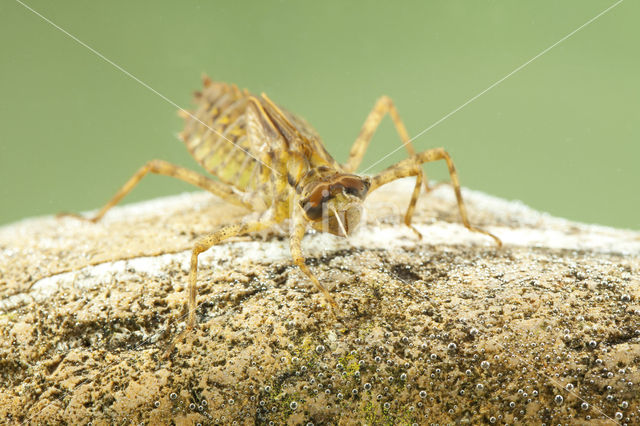 Tweevlek (Epitheca bimaculata)