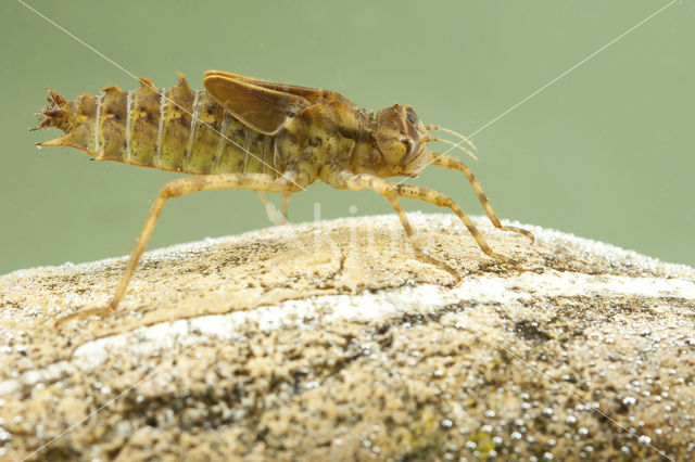 Tweevlek (Epitheca bimaculata)