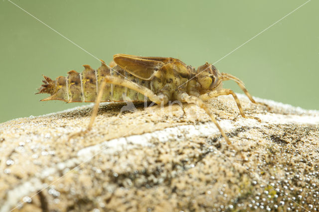 Tweevlek (Epitheca bimaculata)