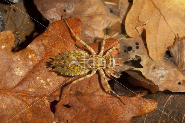 Tweevlek (Epitheca bimaculata)