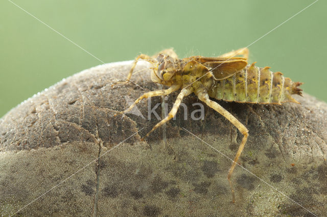 Epitheca bimaculata