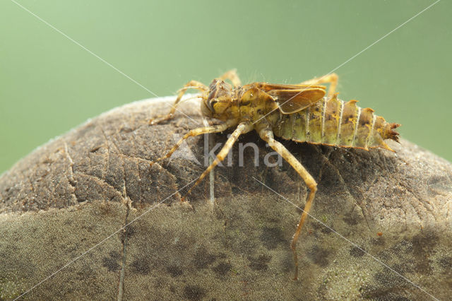 Epitheca bimaculata