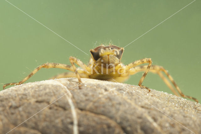 Tweevlek (Epitheca bimaculata)